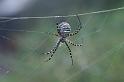 Argiope_trifasciata_D3241_Z_80_Valle Gran Rey_Spanje
